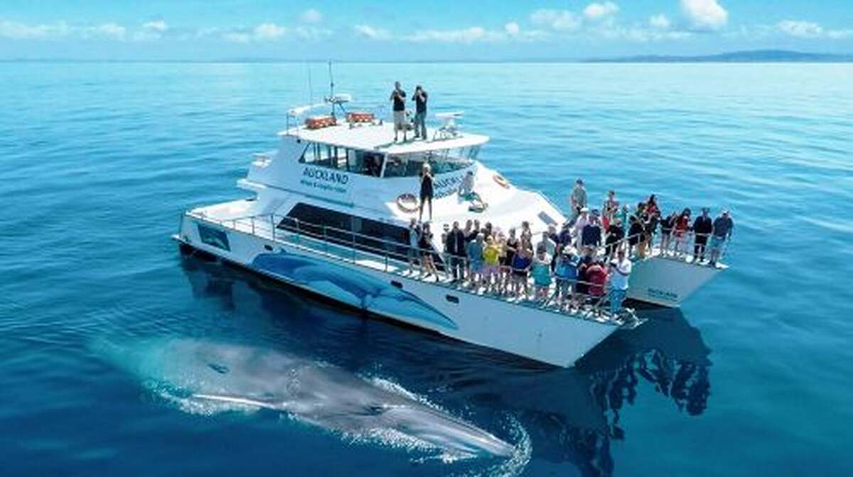 4.5-hour whale and dolphin watching cruise in Auckland's Hauraki Gulf Transport Passes - Main Image
