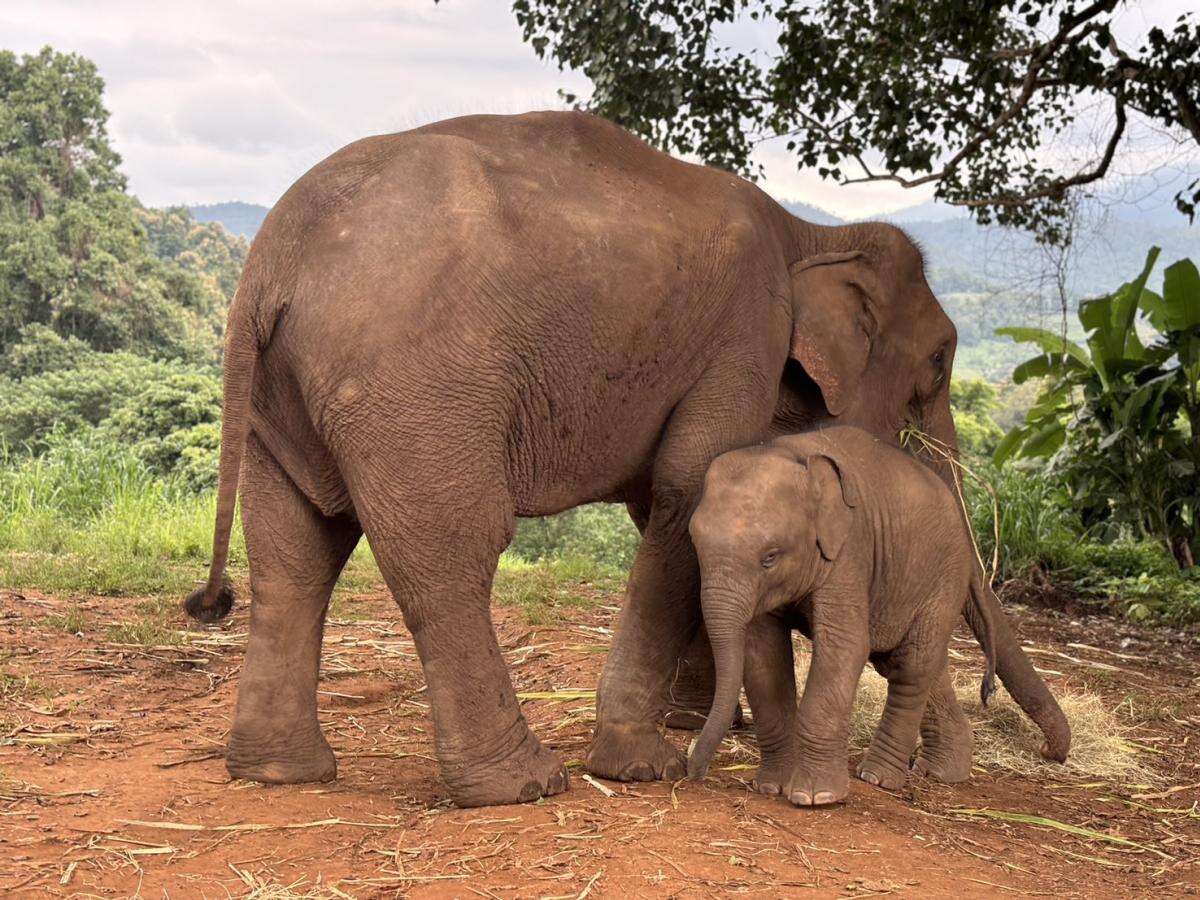 Pon Elephant Thailand - Main Image
