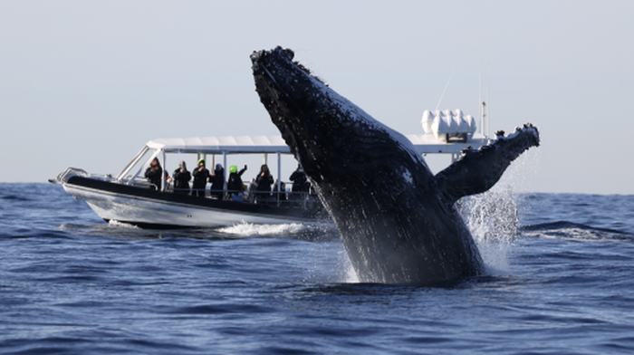 Sydney Whale Watching Cruise - OZ/Orca/Internet-famous Black Boat/White Boat/Fantasea Whale Watching Cruise/Speedboat options (Australia's most comprehensive whale watching selection) - Main Image