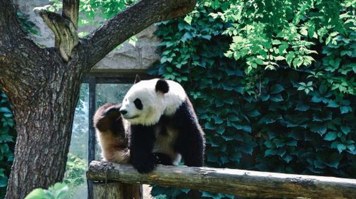 Beijing Asian Games Panda House + Mutianyu Great Wall 1-day tour - Main Image