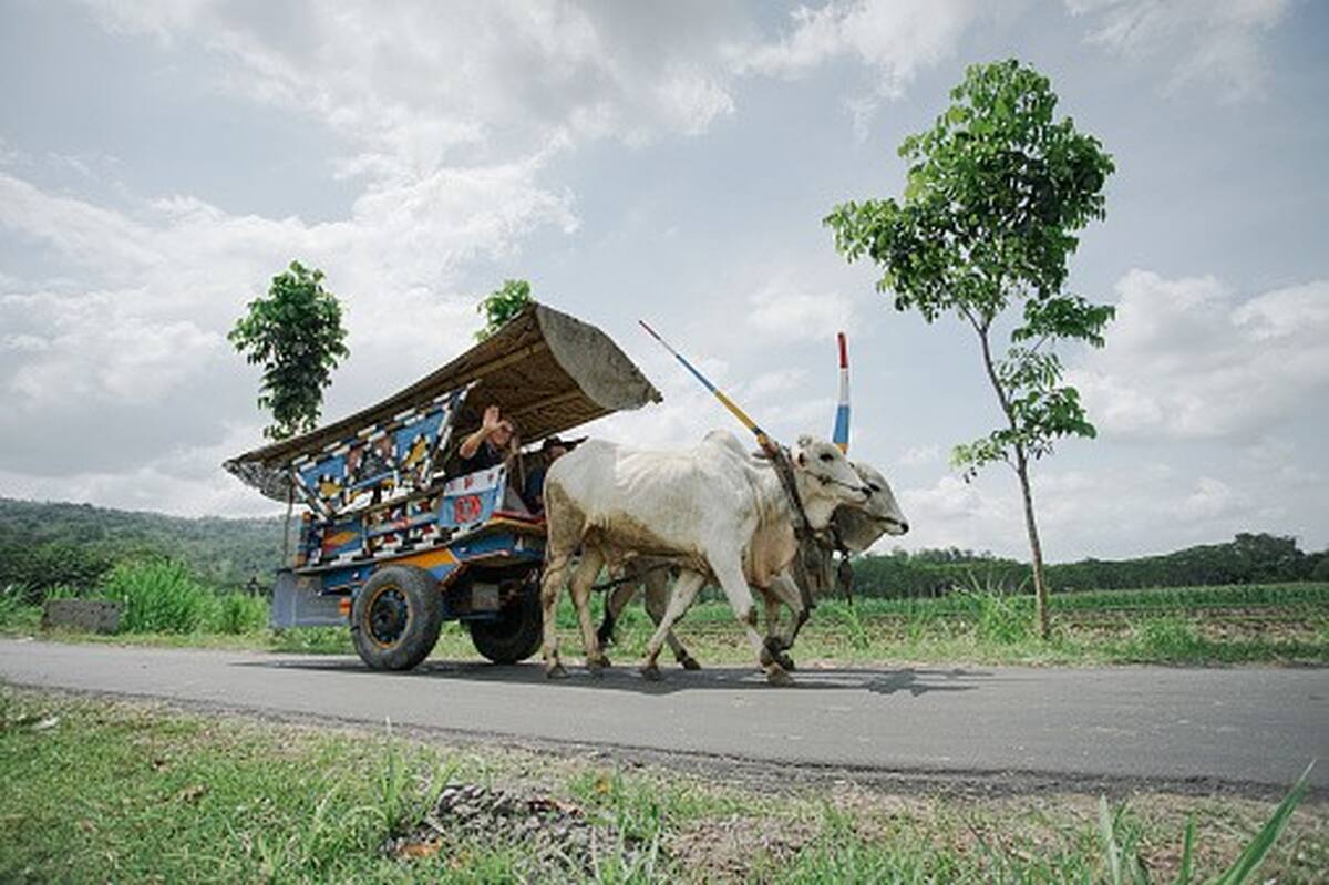 Gerobak Sapi Tour Prambanan - Main Image
