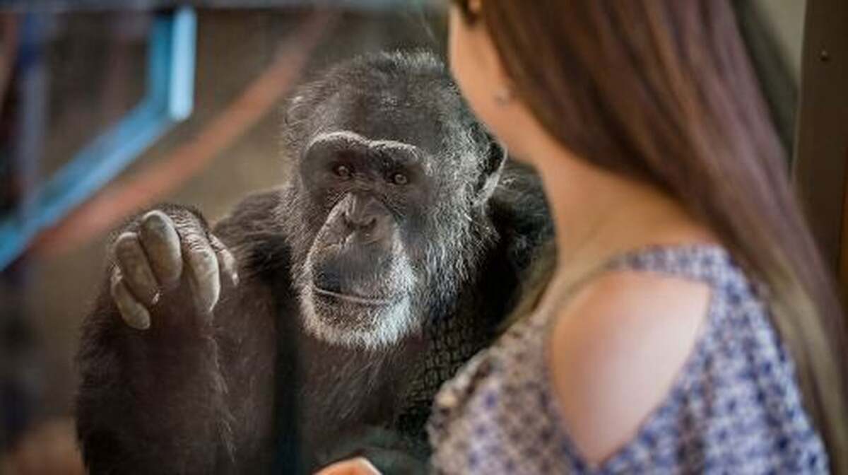 Monarto Safari Park: General Admission Tickets Day Tours - Main Image
