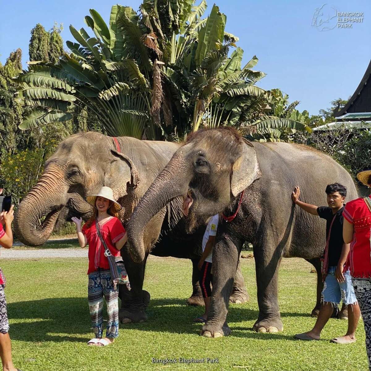 Bangkok Elephant Care Program at Elephant Park Bangkok - Main Image