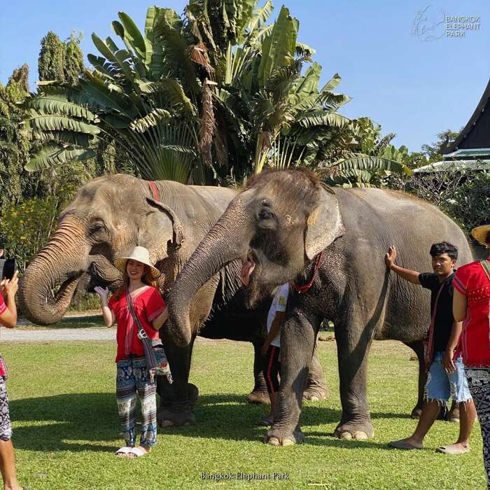 Bangkok Elephant Care Program at Elephant Park Bangkok - Main Image