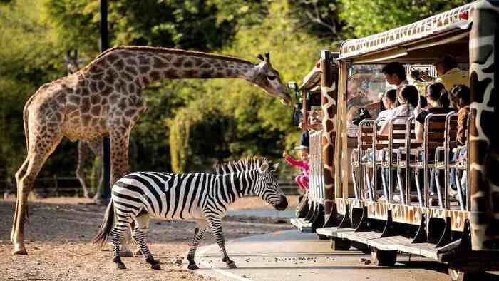 Chiang Mai Night Safari - Main Image