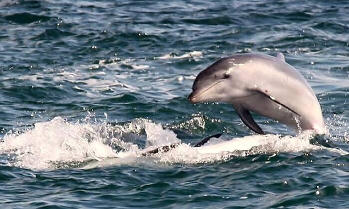 Dolphin & Seal Sightseeing Cruise - Main Image