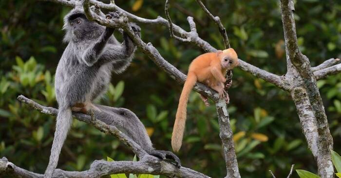 Klias River Proboscis Monkey & Fireflies Cruise (Fully Guided Tour) - Main Image