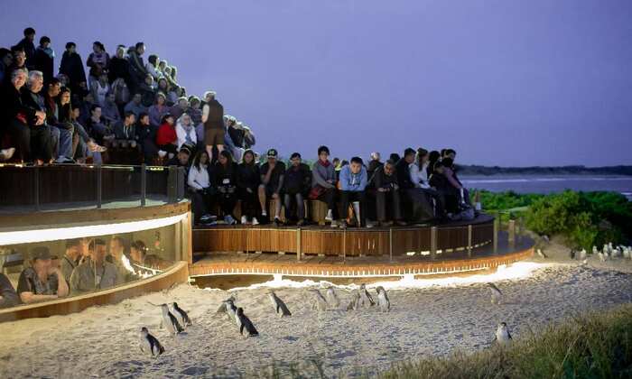 Phillip Island Penguin Parade Express Tour - Main Image