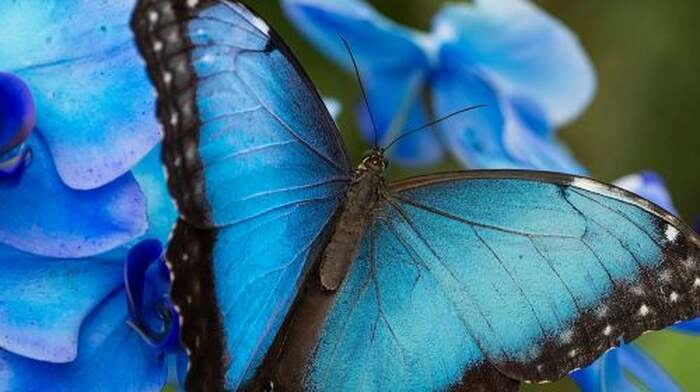 Benalmadena Butterfly Park: Entry Ticket Child - Main Image