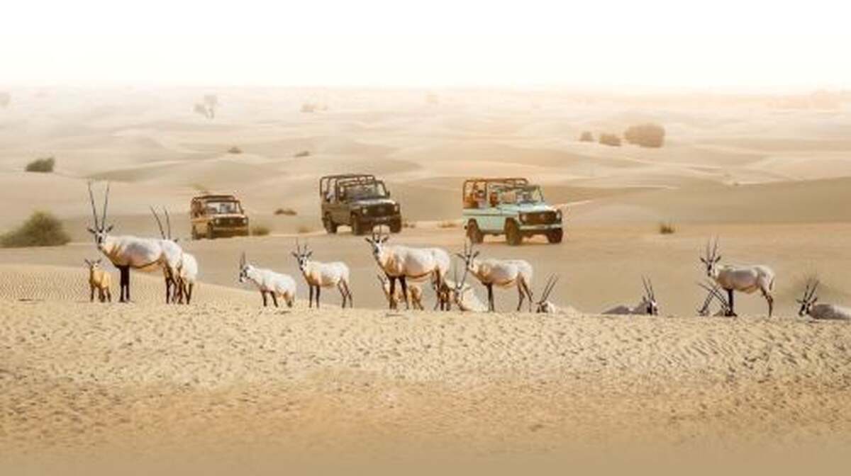 Dubai Vintage G-Class Heritage Wildlife Safari at Al Marmoom with 5 Course Bedouin Dinner Day Tours - Main Image