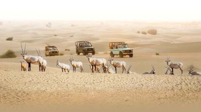 Dubai Vintage G-Class Heritage Wildlife Safari at Al Marmoom with 5 Course Bedouin Dinner Day Tours - Main Image