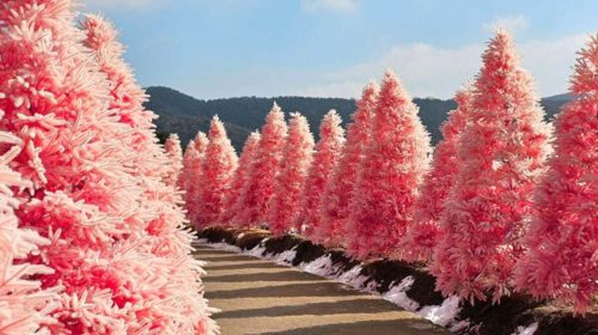 Hantangang UNESCO Geopark & Pocheon Highlights Tour from Seoul (Y-Bridge, Pink Sand, Art Valley) - Main Image