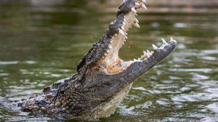 Dubai Crocodile Park Ticket Day Tours - Main Image