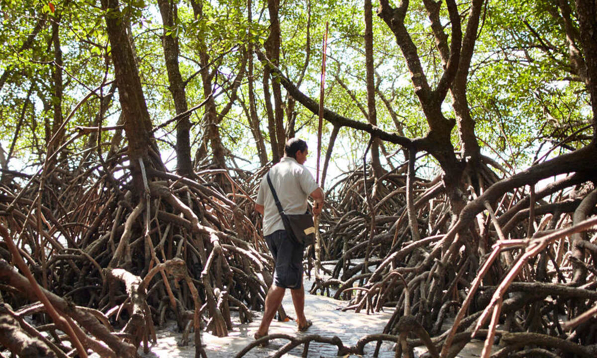 Half Day Afternoon Sightseeing Experience Of The Port Douglas Daintree Region - Main Image