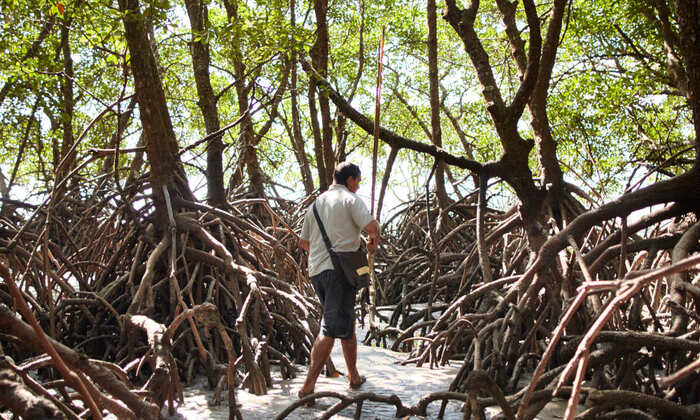 Half Day Afternoon Sightseeing Experience Of The Port Douglas Daintree Region - Main Image
