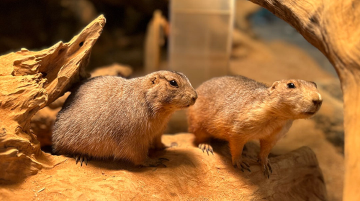 SeenB Zoo - Main Image