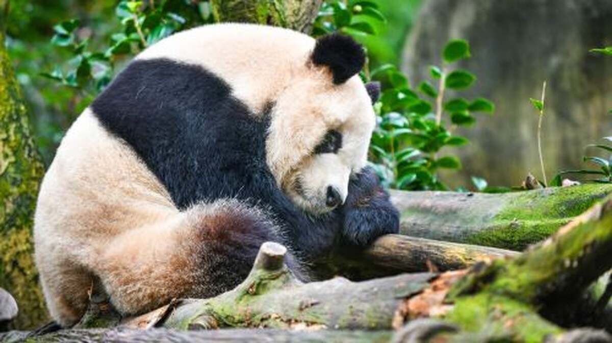 Panda Valley - Main Image