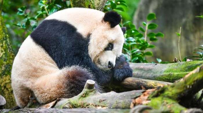 Panda Valley - Main Image