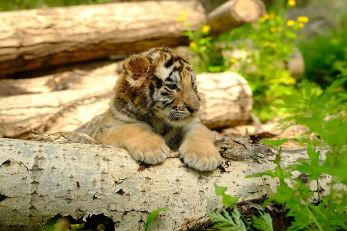 Harbin Siberian Tiger Park Admission Ticket + Thrilling Sightseeing Bus - Main Image