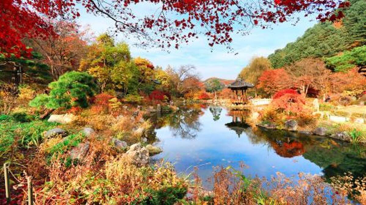 Nami Island + The Garden of Morning Calm One Day Tour - Main Image