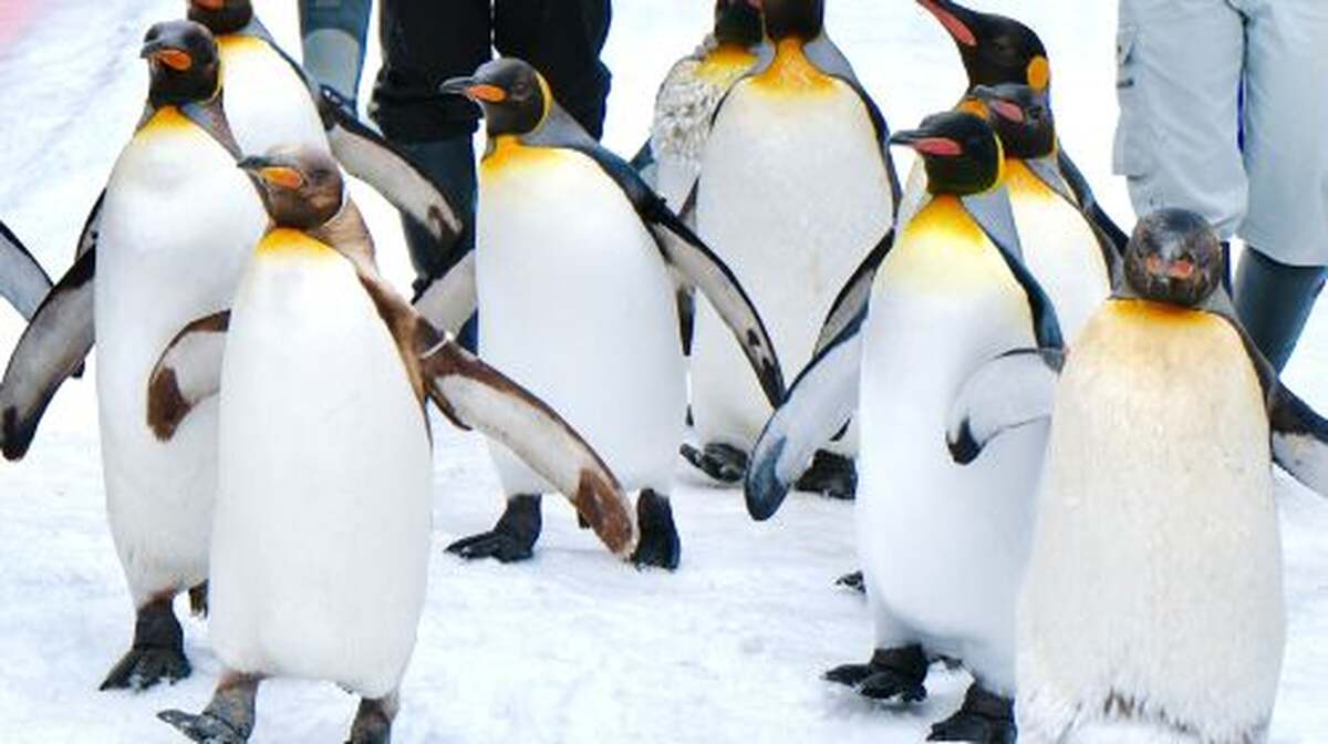 Hokkaido Day Tours - Main Image