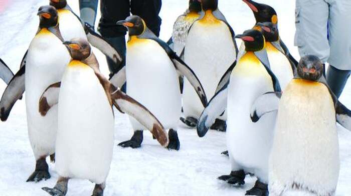 Hokkaido Day Tours - Main Image