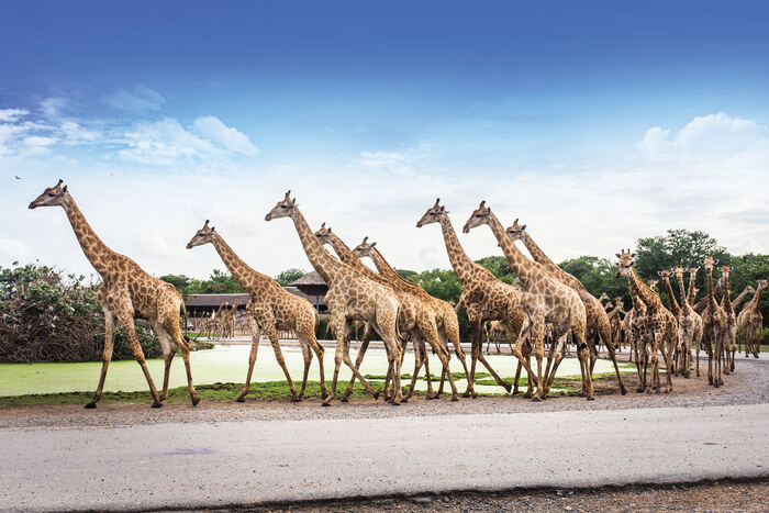 Safari World Bangkok Include Private Transfer. (Major Area in Bangkok and Extra Area in Bangkok) - Main Image
