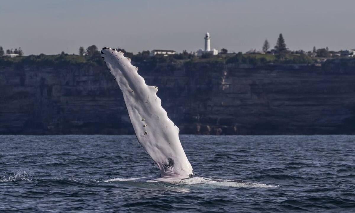 Sydney Whale Watch Adventure - Main Image