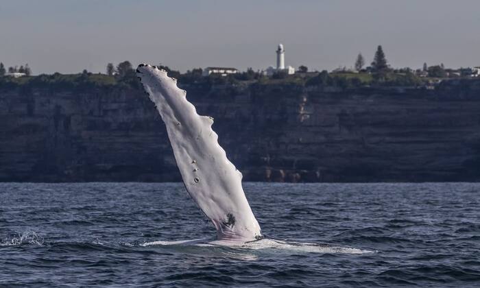 Sydney Whale Watch Adventure - Main Image