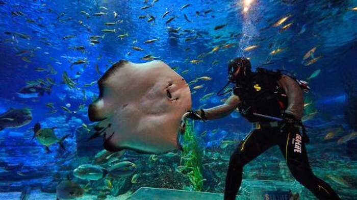SEALIFE Busan Aquarium - Main Image