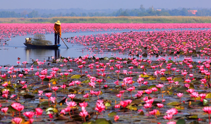 Udon Thani Red Lotus Lake Morning Boat Experience - Main Image