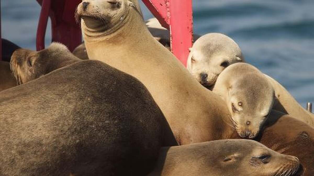 Long Beach: Sightseeing Harbor Cruise Day Tours - Main Image