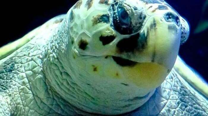 Lanzarote Aquarium: Skip The Line Ticket Senior - Main Image