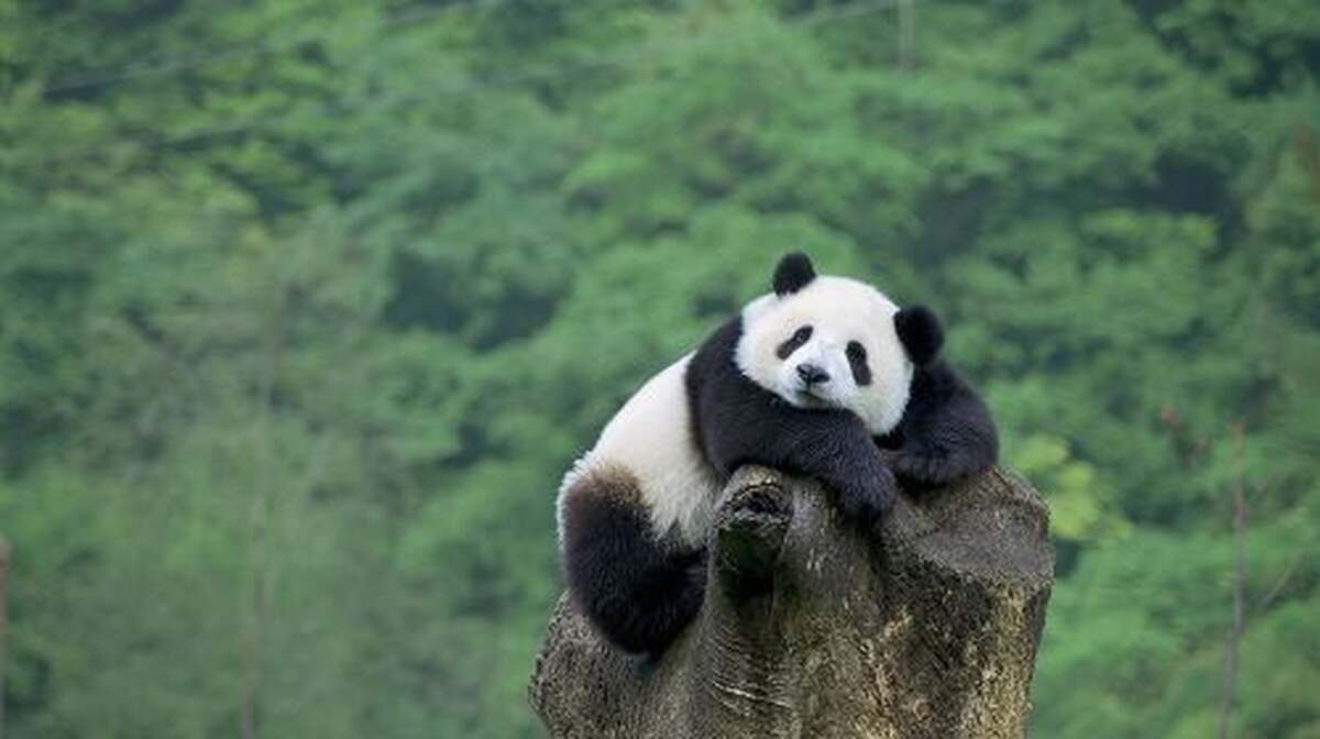 Beijing Private Tour:Mutianyu/Badaling Great Wall and Panda House Day Tours - Main Image