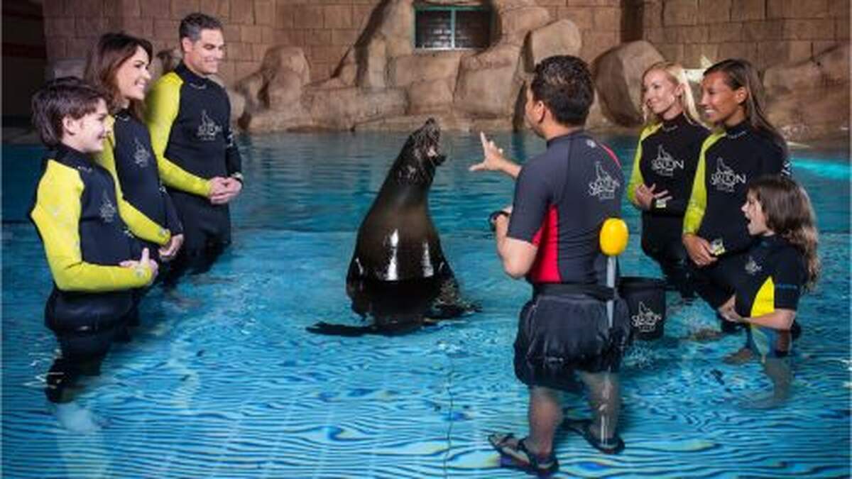 Atlantis Sea Lion Encounter - Main Image