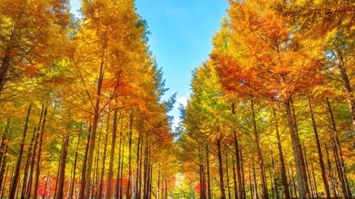 Seoul Round Round-trip- Nami Island + Legoland one-day tour Day Tours - Main Image