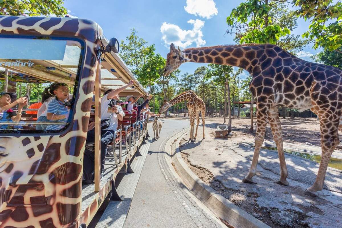 Chiang Mai Night Safari with Share Transfer - Main Image