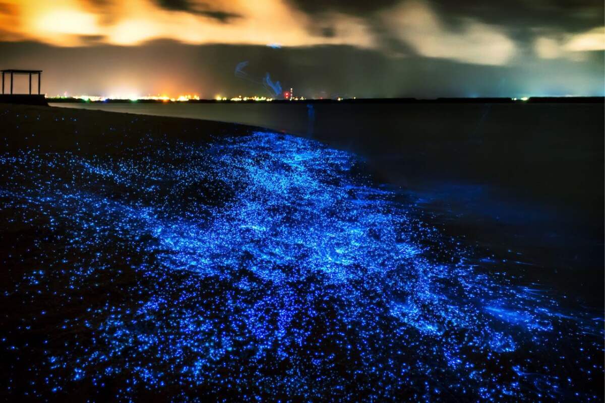 Bioluminescence & Sea Canoes in Phang Nga Bay by Speedboat incl. Transfer (included roundtrip transfer in Phuket Island) - Main Image