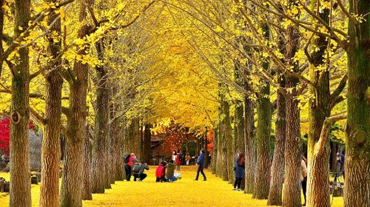 Gyeonggi Province, South Korea|Nami Island X Petite France X Italian Village Day Tours - Main Image