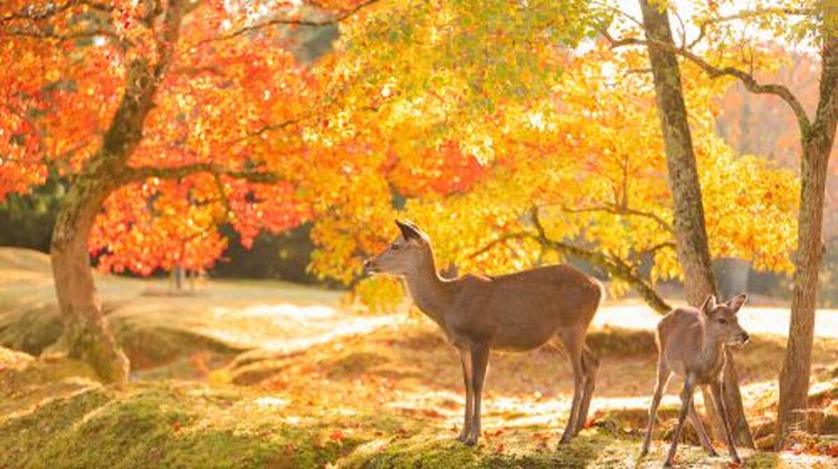 Nara Park + Uji 1-day tour, feed adorable deer, taste matcha, admire maple leaves - Main Image