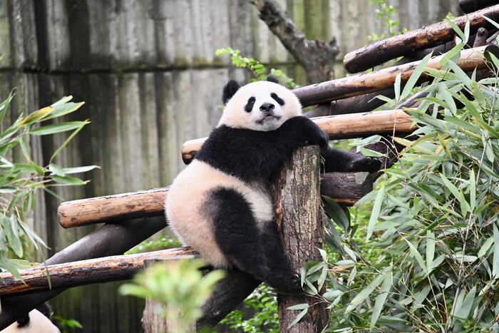 Chengdu Panda Park Daily Bus Tour with Tickets by CITS XZANBUS - Main Image