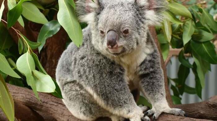 Melbourne: Murray River Paddle Steamer, Wine & Wildlife Tour - Main Image