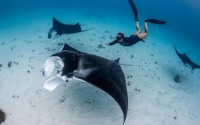 4 Point Snorkeling Safari