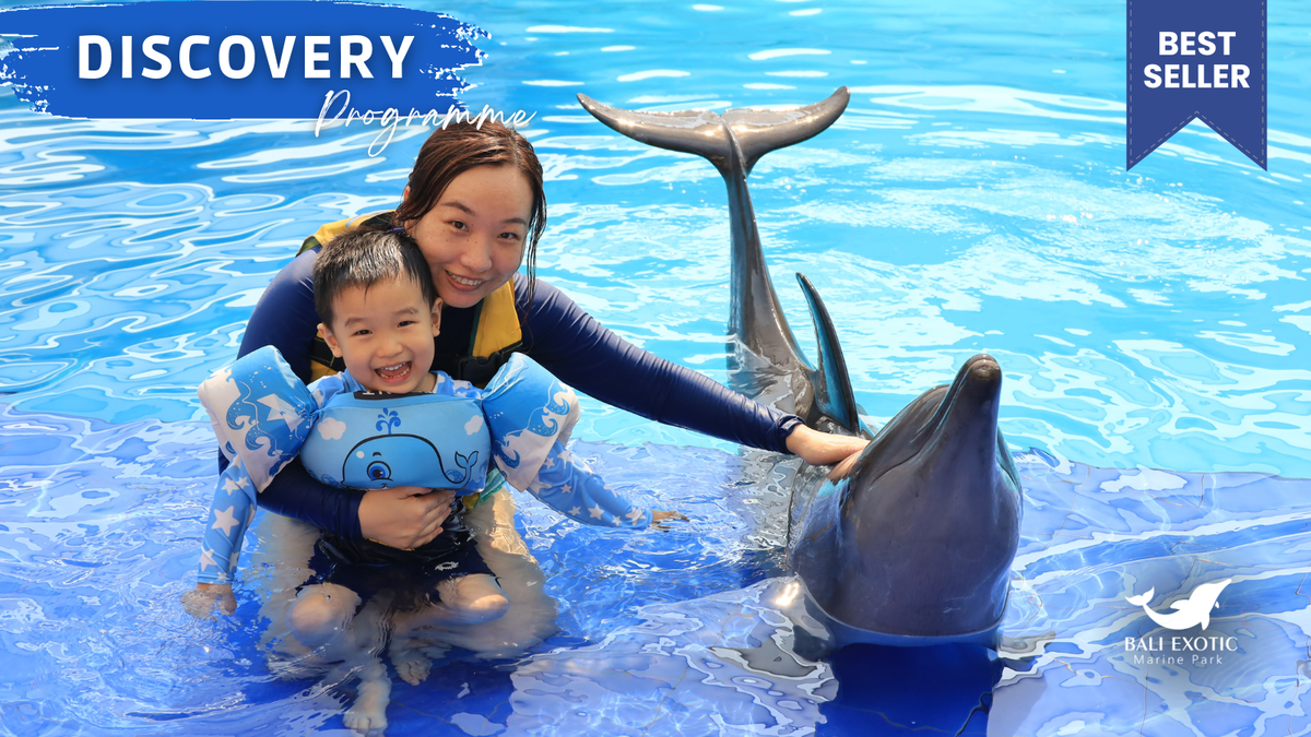Bali Dolphin: Discovery Program "Swim with Dolphin" - Main Image