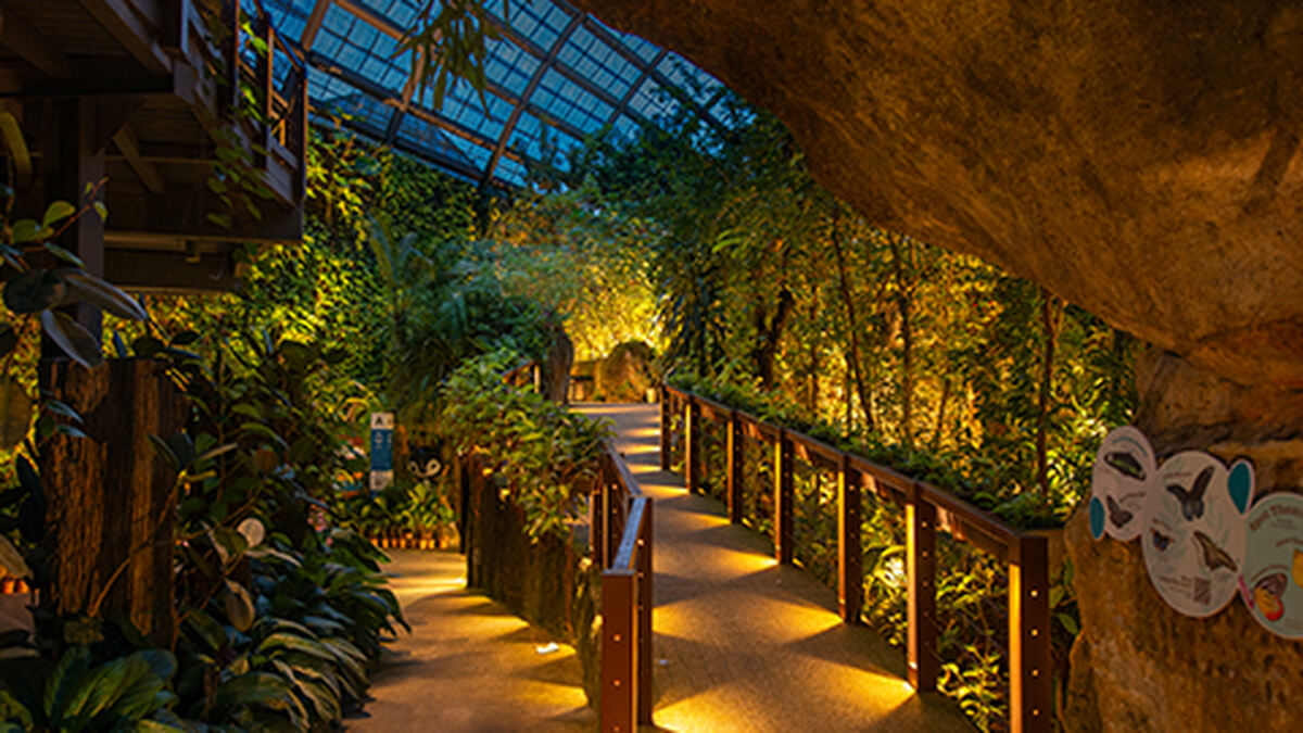 Entopia By Night - Main Image