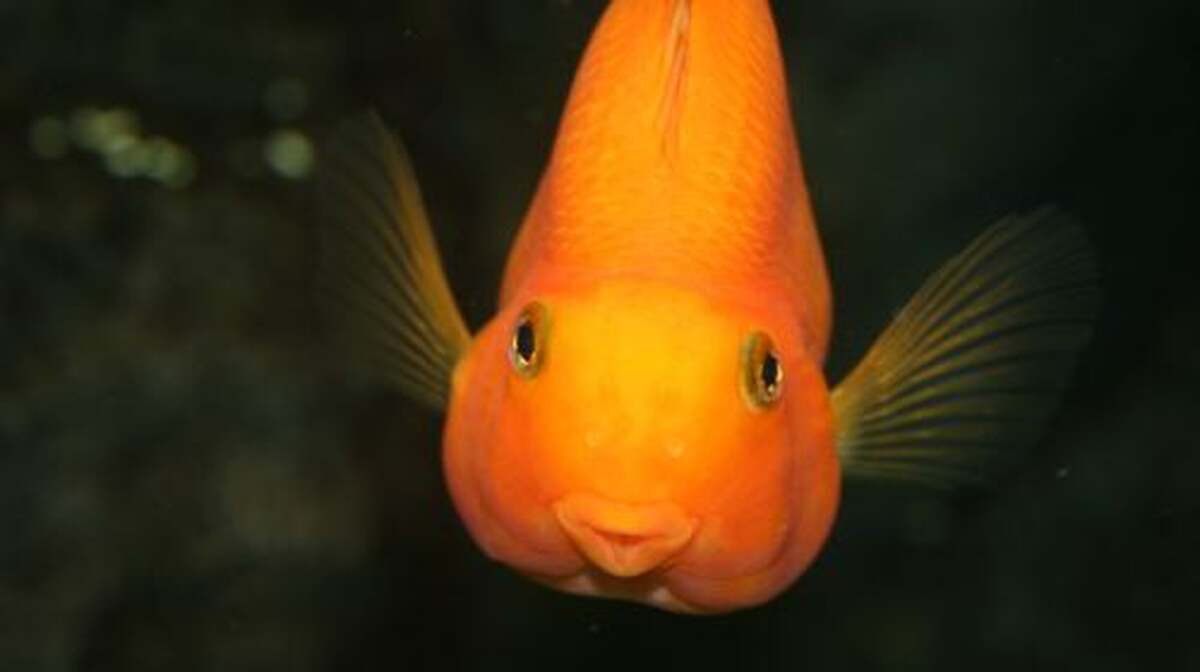 Lanzarote Aquarium - Main Image
