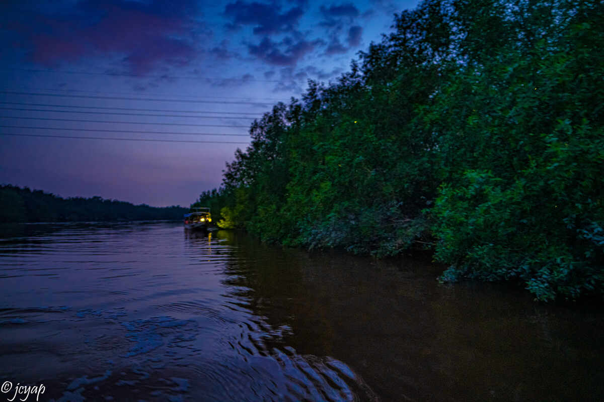 Fireflies Experience in Kuala Selangor - Main Image