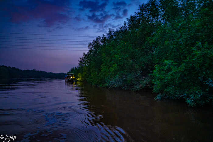 Fireflies Experience in Kuala Selangor - Main Image
