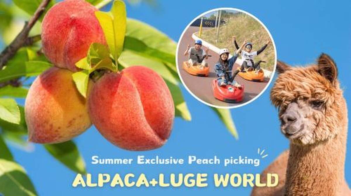 South Korea Luge World + Alpaca World one-day tour - Main Image
