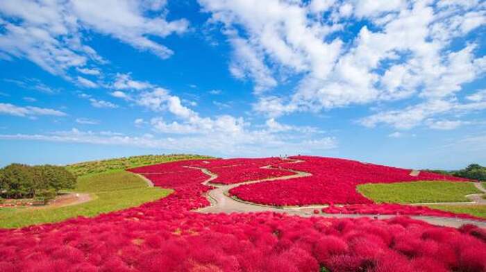 Oarai Isosaki Shrine Torii + Nakaminato Seafood Market + Hitachi Seaside Park one-day tour (Ibaraki flower fields) - Main Image
